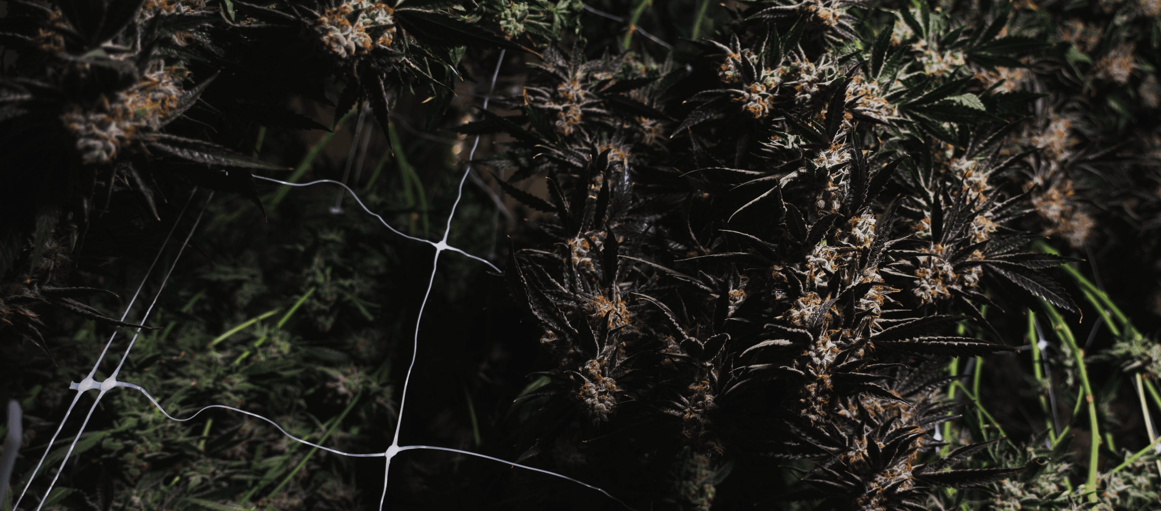 Gloomy image of cannabis plants taken from afar in dim lighting