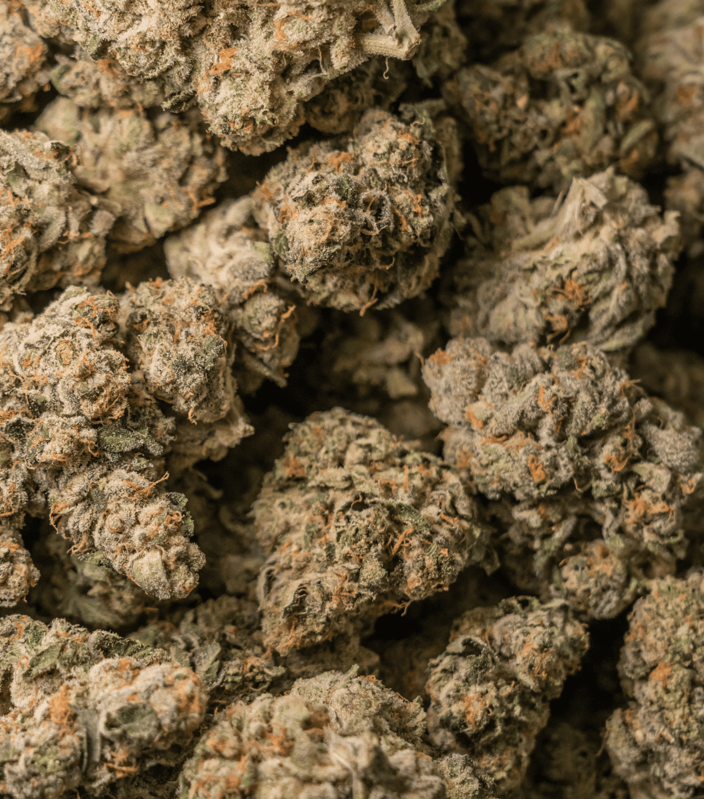 Photograph of cannabis bud taken from a top-down perspective in studio lighting  
