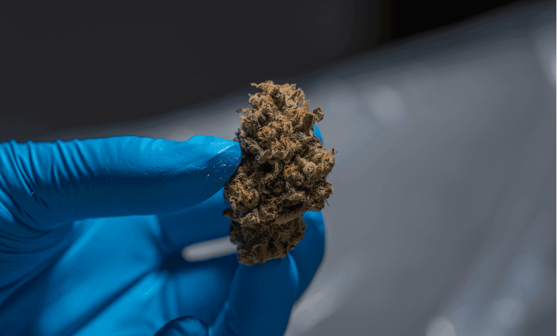 Photograph of gloved hands holding a single bud of cannabis