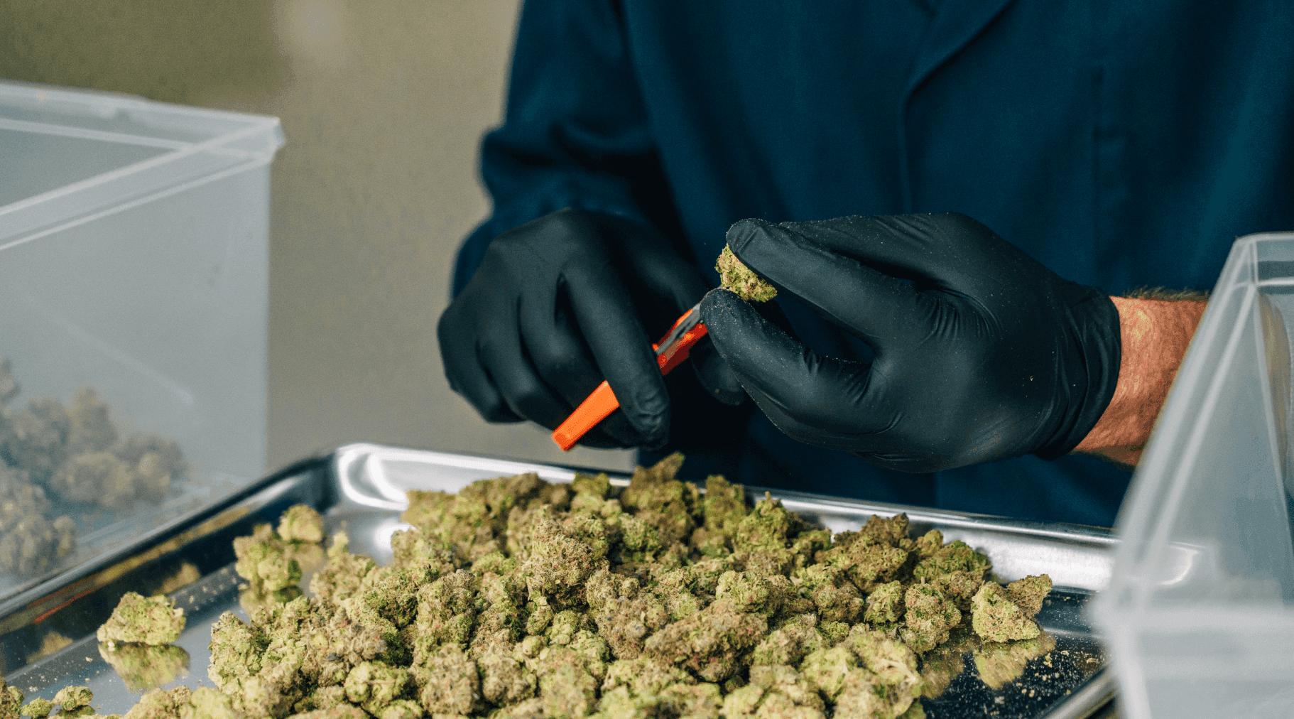 Cannabis laboratory worker handling and testing a baking tray of cannabis flower